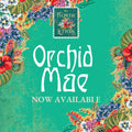 The Orchid Mae Letters: Archeology Adventure - Prepaid